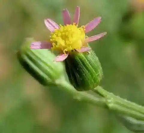 نبات السِّنِّي hoggariensis في بيئته الطبيعية
