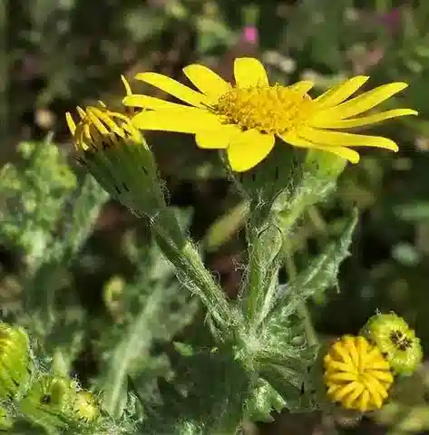 نبات السِّنِّي vernalis في بيئته الطبيعية