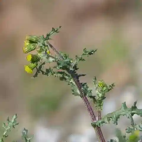 نبات السِّنِّي vulgaris subsp. vulgaris في بيئته الطبيعية