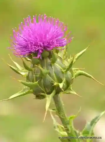 نبات المريّة marianum var. marianum في بيئته الطبيعية
