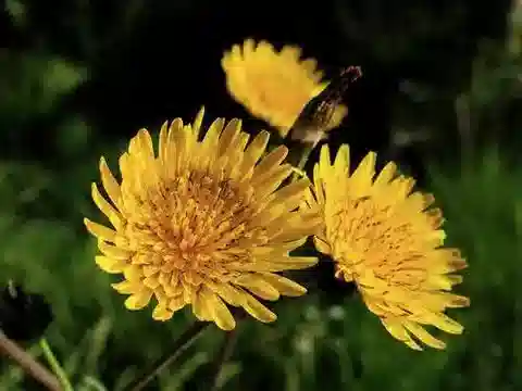 نبات السِّدر asper subsp. glaucescens في بيئته الطبيعية