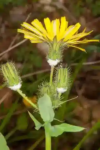 نبات السِّدر tenerrimus subsp. tenerrimus في بيئته الطبيعية