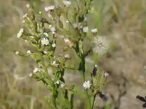 نبات السيمفيوتريشوم squamatum في بيئته الطبيعية