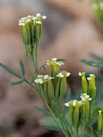 نبات النّجِمي minuta في بيئته الطبيعية