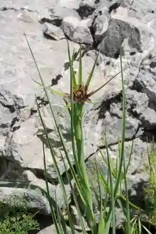 نبات الثعلب coelesyriacus في بيئته الطبيعية