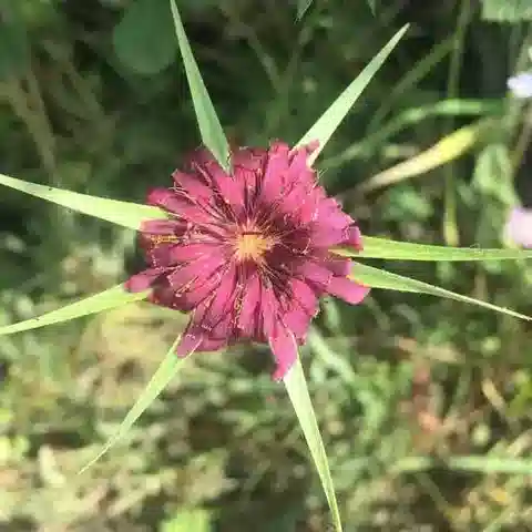 نبات الثعلب porrifolius subsp. porrifolius في بيئته الطبيعية