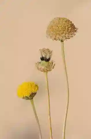 نبات التربلورسبيرموم auriculatum في بيئته الطبيعية