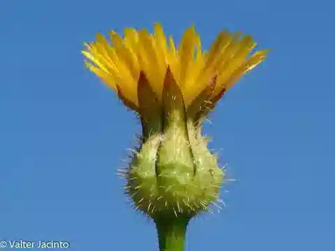 نبات الأوروسبيرموم picroides في بيئته الطبيعية