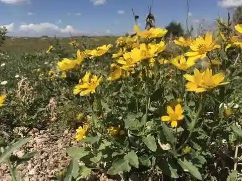 نبات الفيسبينة encelioides في بيئته الطبيعية