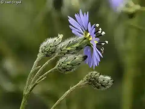نبات الفولوتارية crupinoides في بيئته الطبيعية