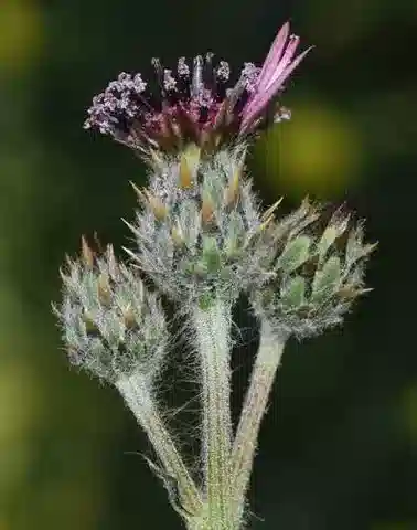 نبات الفولوتارية tubuliflora في بيئته الطبيعية