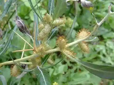 نبات الخُناسة spinosum subsp. spinosum في بيئته الطبيعية