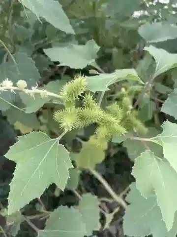 نبات الخُناسة strumarium في بيئته الطبيعية