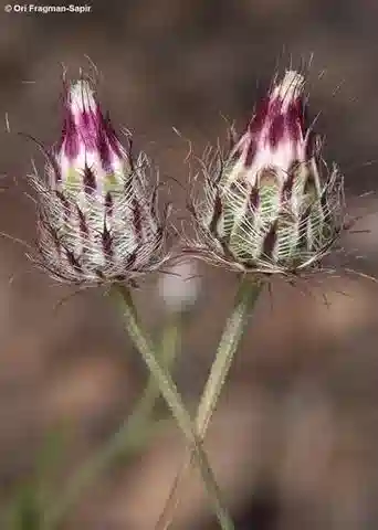 نبات الزوجية purpurea في بيئته الطبيعية
