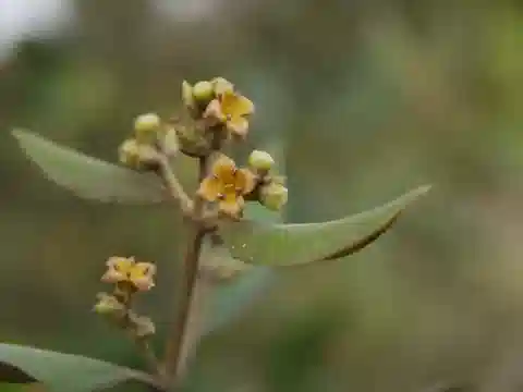 نبات الشُّورى في بيئته الطبيعية