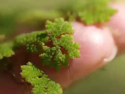 نبات الأزولا الكارولينية في بيئته الطبيعية