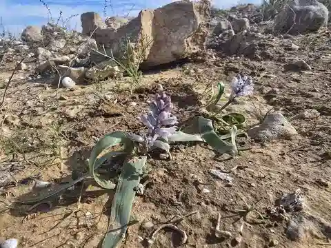 نبات بلفاليا الصحراء في بيئته الطبيعية