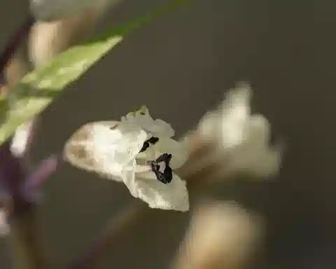 نبات بلفاليا إيجي في بيئته الطبيعية