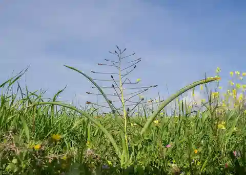 نبات البلفاليا طويلة الساق في بيئته الطبيعية