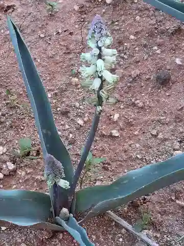 نبات بلفاليا صلاح عيد في بيئته الطبيعية