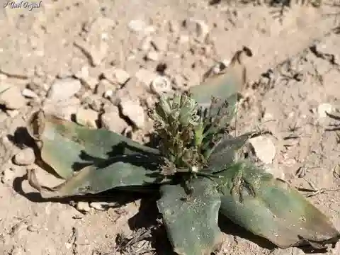 نبات بلفاليا زوهاري النموذجية في بيئته الطبيعية