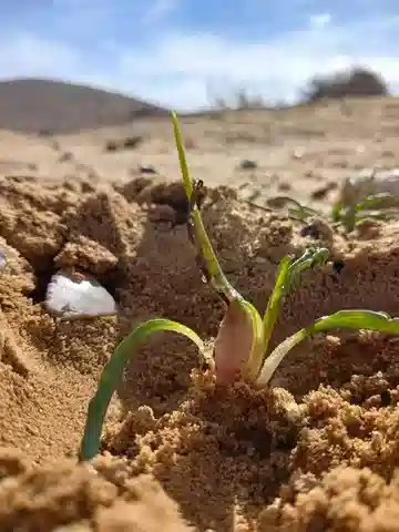 نبات لوف أوليفييه في بيئته الطبيعية