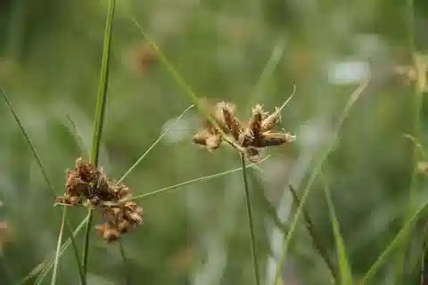 نبات البوص الدرني الأغبر في بيئته الطبيعية