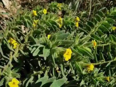 نبات الألكانا orientalis subsp. orientalis في بيئته الطبيعية