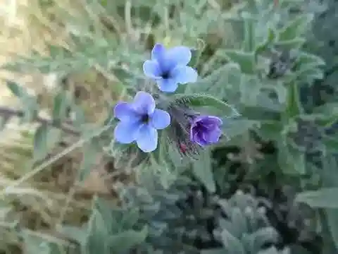 نبات الألكانا strigosa في بيئته الطبيعية