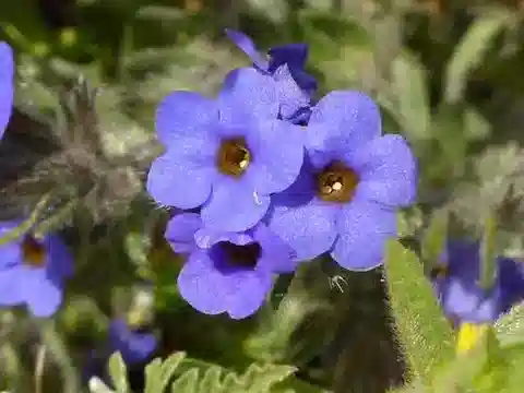 نبات الألكانا tinctoria subsp. tinctoria في بيئته الطبيعية