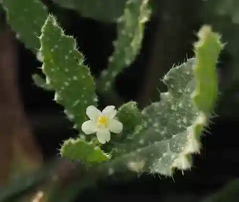 نبات لسان الثور البري aegyptiaca في بيئته الطبيعية