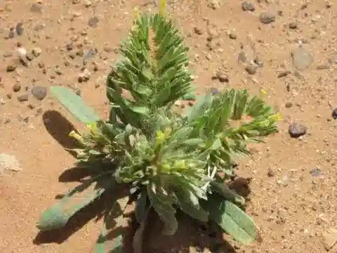 نبات الأرنبيا decumbens subsp. decumbens في بيئته الطبيعية