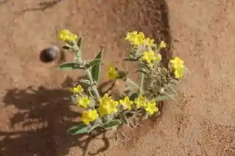 نبات الأرنبيا hispidissima في بيئته الطبيعية