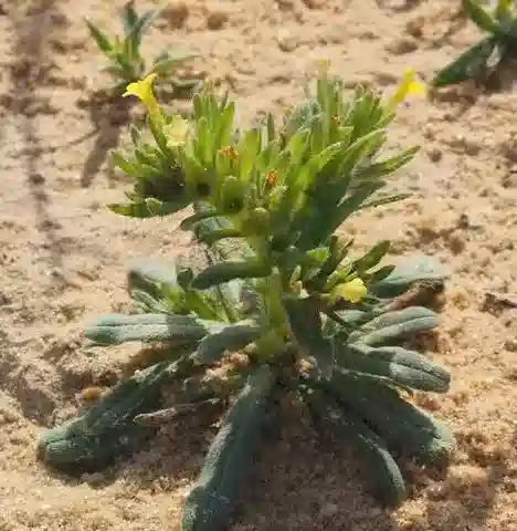 نبات الأرنبيا linearifolia subsp. linearifolia في بيئته الطبيعية