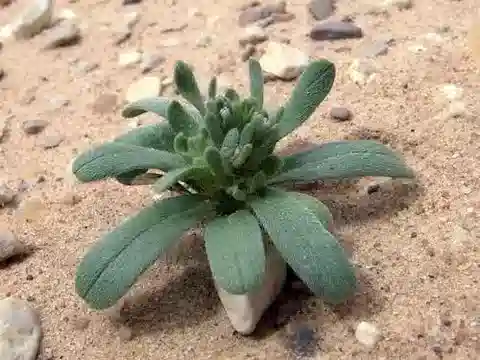 نبات الأرنبيا tinctoria في بيئته الطبيعية