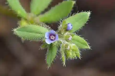 نبات أسبرغو procumbens في بيئته الطبيعية
