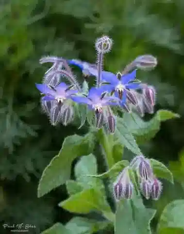 نبات لسان الثور officinalis في بيئته الطبيعية