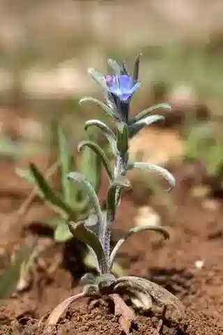 نبات بوجلوسويدس incrassata subsp. incrassata في بيئته الطبيعية