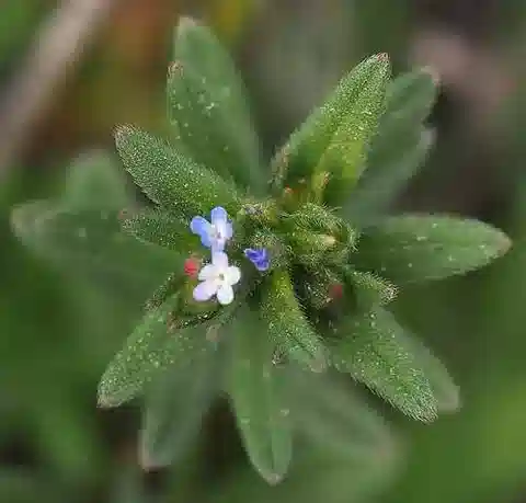 نبات بوجلوسويدس tenuiflora في بيئته الطبيعية