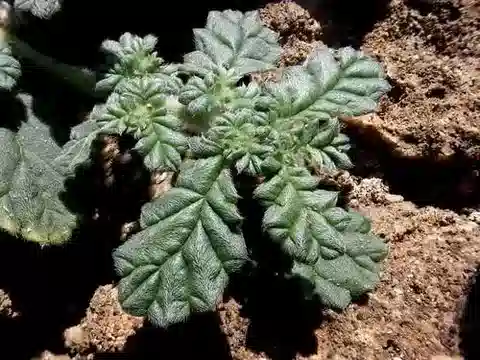 نبات كولدينيا procumbens في بيئته الطبيعية