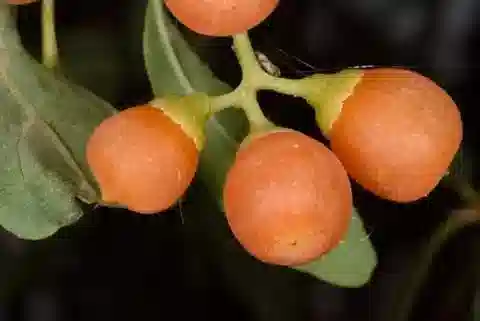نبات الكورديا sinensis في بيئته الطبيعية