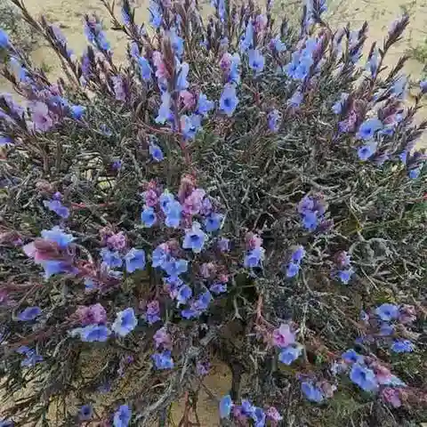 نبات إكيوشيلون fruticosum في بيئته الطبيعية