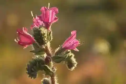 نبات الإكيوم angustifolium subsp. angustifolium في بيئته الطبيعية