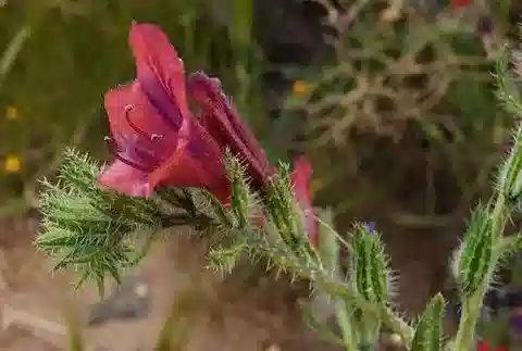 نبات الإكيوم horridum في بيئته الطبيعية