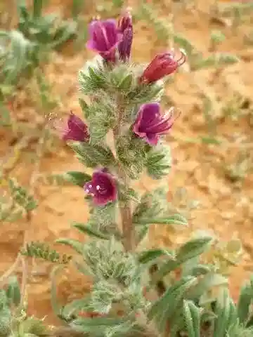 نبات الإكيوم humile في بيئته الطبيعية