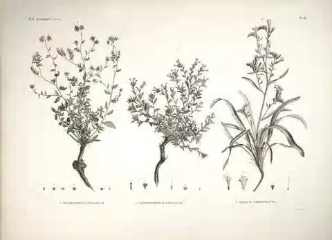 نبات الإكيوم longifolium في بيئته الطبيعية