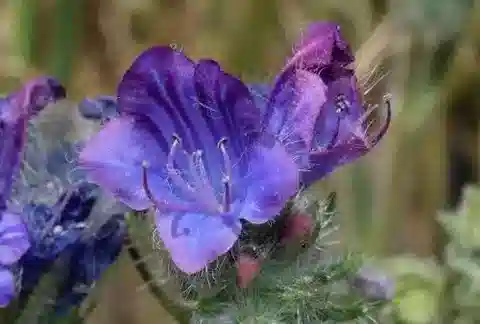 نبات الإكيوم plantagineum في بيئته الطبيعية