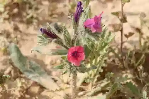 نبات الإكيوم rauwolfii في بيئته الطبيعية