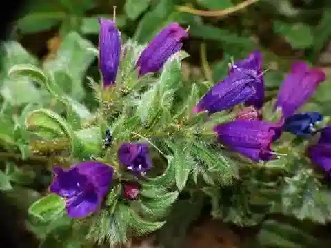 نبات الإكيوم sabulicola subsp. sabulicola في بيئته الطبيعية