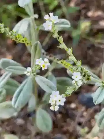 نبات يوبلوكا ovalifolia في بيئته الطبيعية
